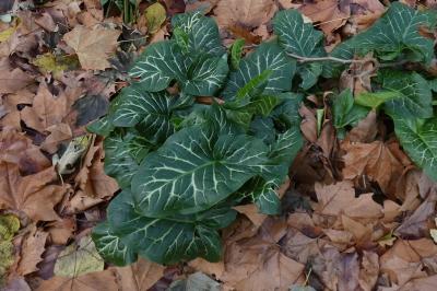 <i>Arum italicum</i>