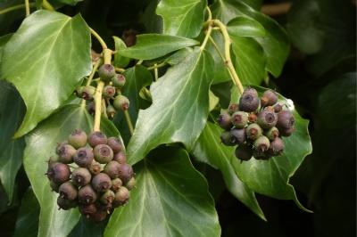 <i>Hedera helix</i>