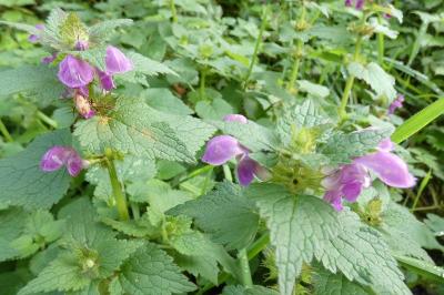 <i>Lamium maculatum</i>