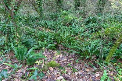 <i>Asplenium scolopendrium</i>