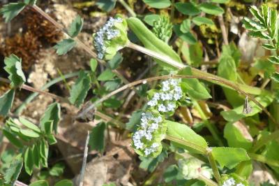 <i>Valerianella locusta</i>