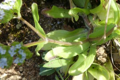 <i>Valerianella locusta</i>