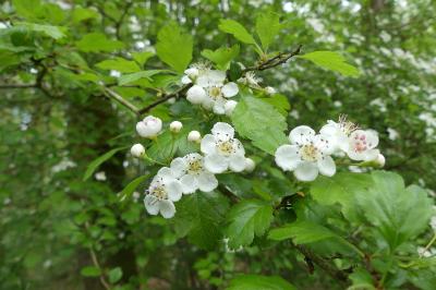 <i>Crataegus laevigata</i>