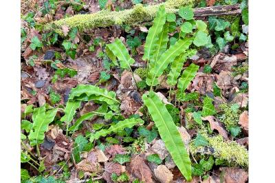 <i>Asplenium scolopendrium</i>
