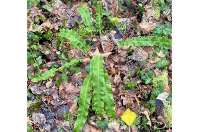 <i>Asplenium scolopendrium</i>
