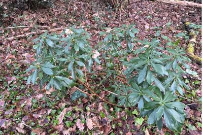 <i>Daphne laureola</i>