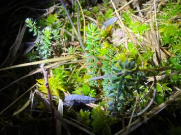 <i>Erica tetralix</i>