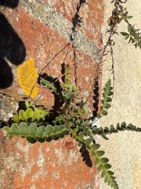 <i>Asplenium ceterach</i>