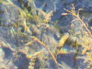 <i>Potamogeton crispus</i>
