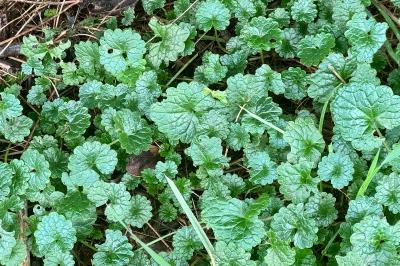 <i>Glechoma hederacea</i>