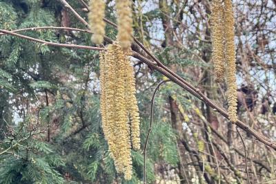 <i>Corylus avellana</i>
