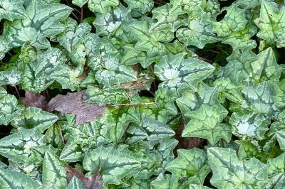 <i>Cyclamen hederifolium</i>
