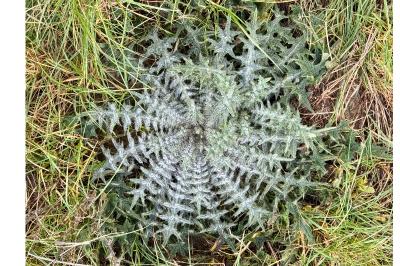 <i>Cirsium vulgare</i>
