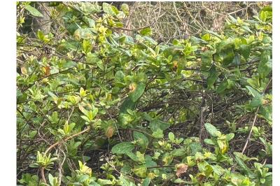 <i>Lonicera</i>
