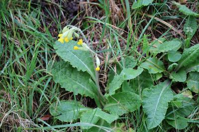 <i>Primula veris</i>