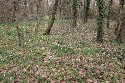 <i>Narcissus pseudonarcissus</i>