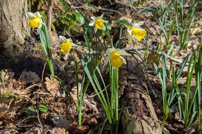 <i>Narcissus pseudonarcissus</i>