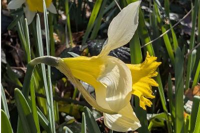 <i>Narcissus pseudonarcissus</i>