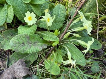 <i>Primula vulgaris</i>