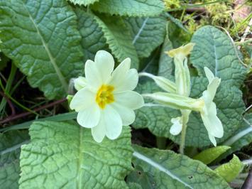 <i>Primula vulgaris</i>