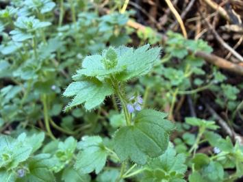 <i>Veronica hederifolia</i>