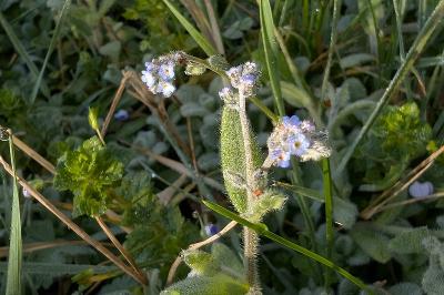 <i>Myosotis arvensis</i>