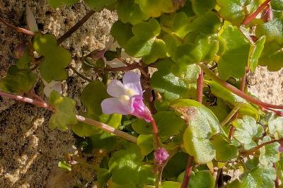 <i>Cymbalaria muralis</i>