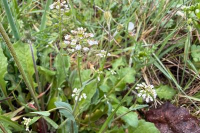 <i>Microthlaspi perfoliatum</i>