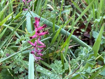 <i>Fumaria officinalis</i>