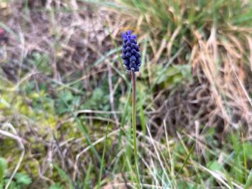 <i>Muscari neglectum</i>