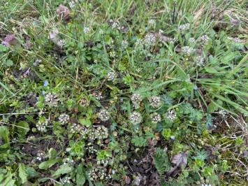 <i>Microthlaspi perfoliatum</i>