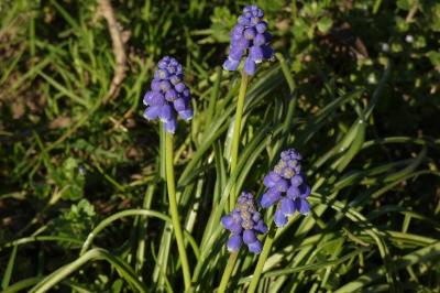 <i>Muscari neglectum</i>