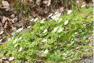 <i>Anemone nemorosa</i>