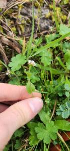 <i>Draba muralis</i>