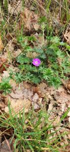 <i>Geranium sanguineum</i>
