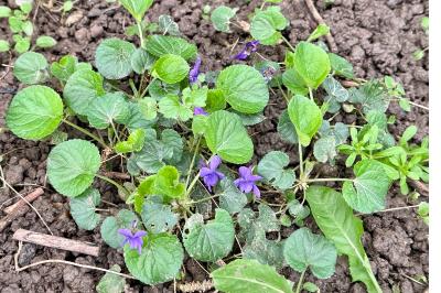<i>Viola odorata</i>