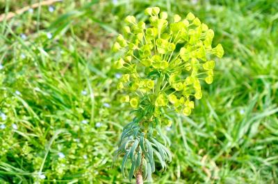 <i>Euphorbia</i>