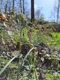 <i>Fritillaria meleagris</i>