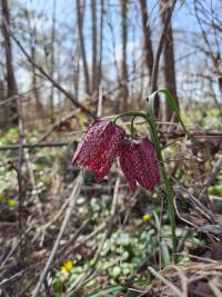 <i>Fritillaria meleagris</i>