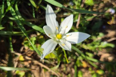 <i>Ornithogalum divergens</i>