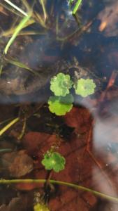 <i>Hydrocotyle vulgaris</i>