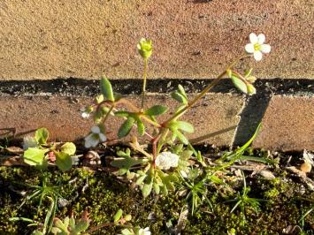 <i>Saxifraga tridactylites</i>