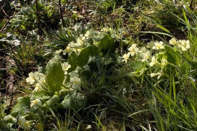 <i>Primula vulgaris</i>