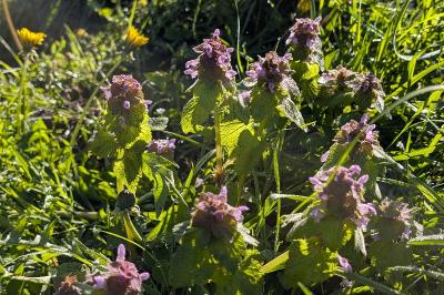 <i>Lamium purpureum</i>