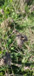 <i>Cirsium vulgare</i>