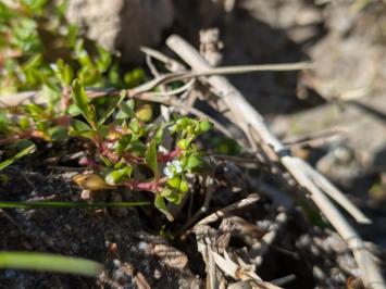 <i>Montia fontana</i>