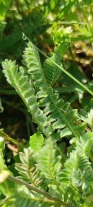 <i>Ornithopus compressus</i>