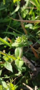 <i>Cerastium glomeratum</i>