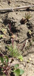 <i>Mibora minima</i>