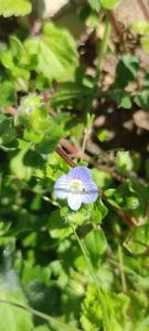 <i>Veronica persica</i>